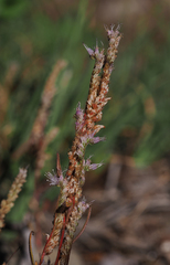 Phacelia stebbinsii