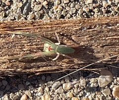 Cetratus rubropunctatus