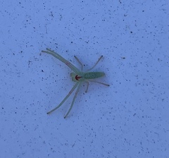 Cetratus rubropunctatus