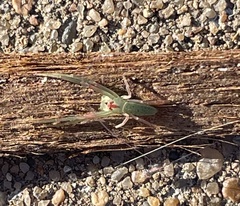 Cetratus rubropunctatus