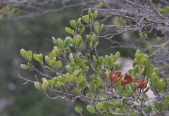 Cercocarpus betuloides betuloides