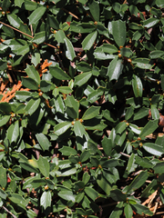 Ceanothus × flexilis
