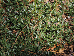 Ceanothus × flexilis