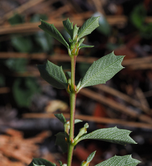Ceanothus × flexilis