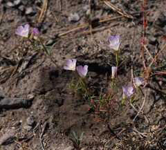Clarkia arcuata