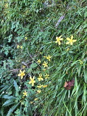 Ixeridium transnokoense