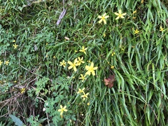 Ixeridium transnokoense