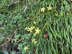 Ixeridium transnokoense