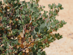 Arctostaphylos nissenana
