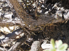 Arctostaphylos nissenana