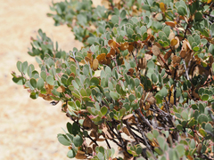Arctostaphylos nissenana