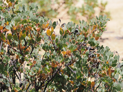 Arctostaphylos nissenana