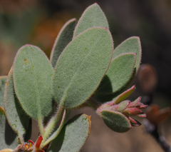 Arctostaphylos nissenana