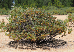 Arctostaphylos nissenana
