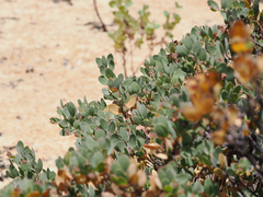 Arctostaphylos nissenana
