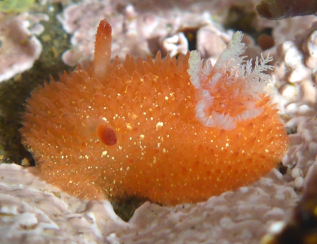 Sandalwood Dorid