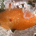 Acanthodoris lutea - Photo (c) Alison Young,  זכויות יוצרים חלקיות (CC BY-NC), הועלה על ידי Alison Young