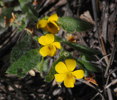 Viola tomentosa