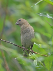 Carpodacus erythrinus grebnitskii