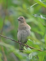 Carpodacus erythrinus grebnitskii