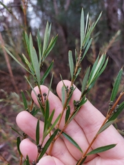 Logania albiflora