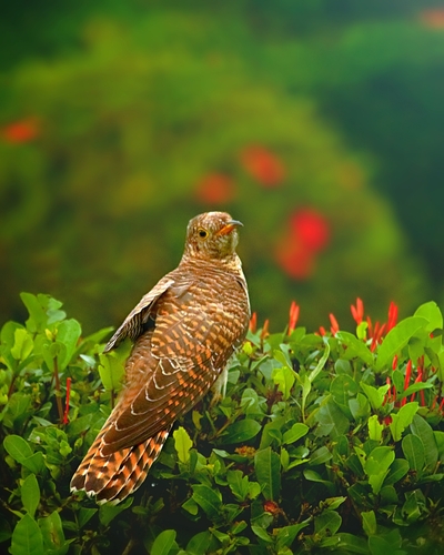 Common Cuckoo