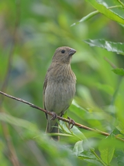 Carpodacus erythrinus grebnitskii