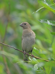 Carpodacus erythrinus grebnitskii