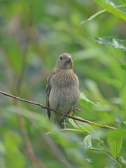 Carpodacus erythrinus grebnitskii