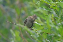 Carpodacus erythrinus grebnitskii