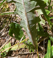 Podosphaera erigerontis-canadensis