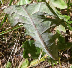 Podosphaera erigerontis-canadensis