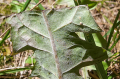 Podosphaera erigerontis-canadensis