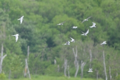 Sterna hirundo longipennis
