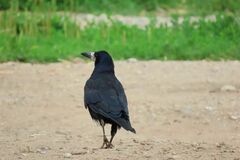 Corvus frugilegus