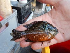 Lepomis marginatus