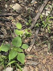 Thorybes pseudocellus