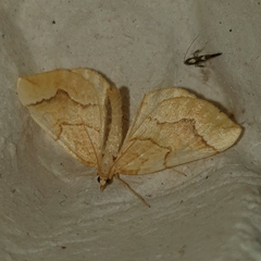 Eulithis mellinata