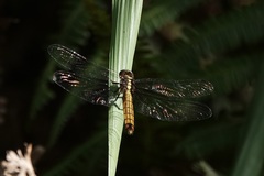 Orthetrum triangulare