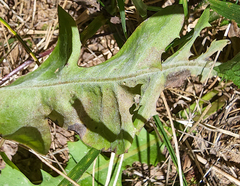 Podosphaera erigerontis-canadensis