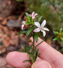 Philotheca hispidula