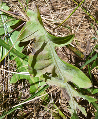 Podosphaera erigerontis-canadensis