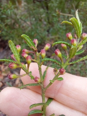 Philotheca hispidula