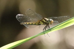 Orthetrum triangulare