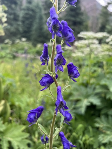 Aconitum columbianum