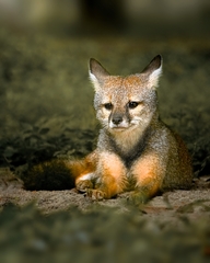 Vulpes bengalensis