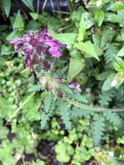 Pedicularis refracta transmorrisonensis