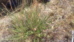 Jasione