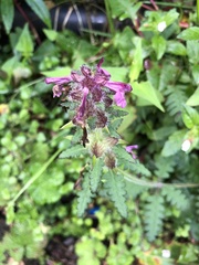 Pedicularis refracta transmorrisonensis