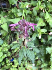Pedicularis refracta transmorrisonensis